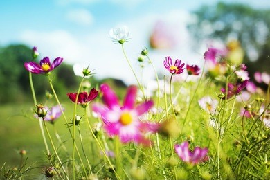 beautiful garden flowers