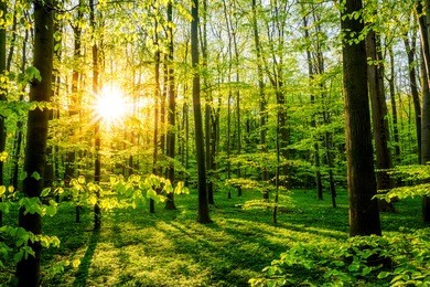 forest with sun