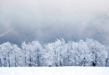 winter trees