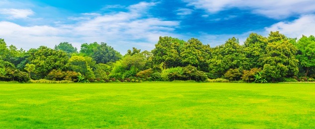 park lawn and green forest