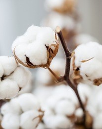 cotton dried flower close up 