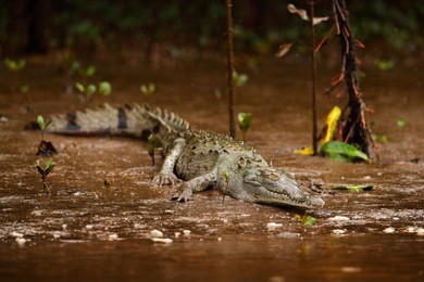 animal near the river. portrait of crocodile, in the water with evening sun. crocodile from costa rica. caiman in the water, tarcoles river, carara, costa rica. dangerous animal the water.