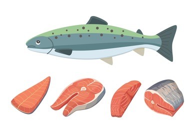 seafood vector illustration of salmon fish.