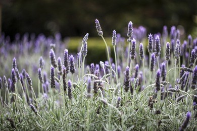 french lavender in scented gardens 