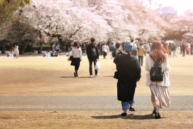 blurred background of tourist at shinjuku gyoen national garden in spring season with cherry blossom (sakura). this area is popular viewpoint of sakura at tokyo.