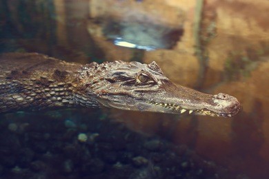 crocodile in the river water close-up. the mouth of the crocodile peeps out of the dark water in the lake. wild animals, river predators on the hunt.