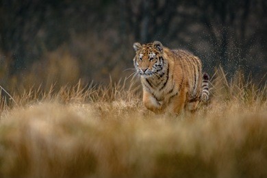 tiger, siberian tiger