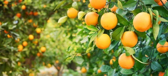 bunch of ripe oranges hanging on a tree, spain, costa blanca