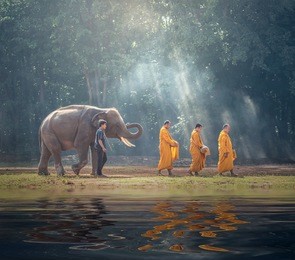 thailand buddhist monks walk collecting alms with elephant is traditional of religion buddhism on faith thai people