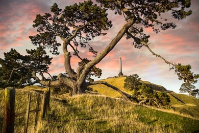 trees at the one tree hill domain auckland new zealand