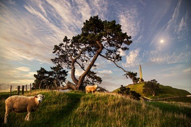 trees at the one tree hill domain auckland new zealand