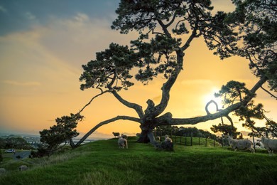 trees at the one tree hill domain auckland new zealand
