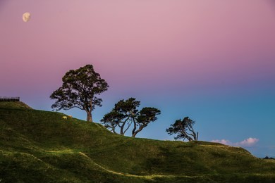 trees at the one tree hill domain auckland new zealand