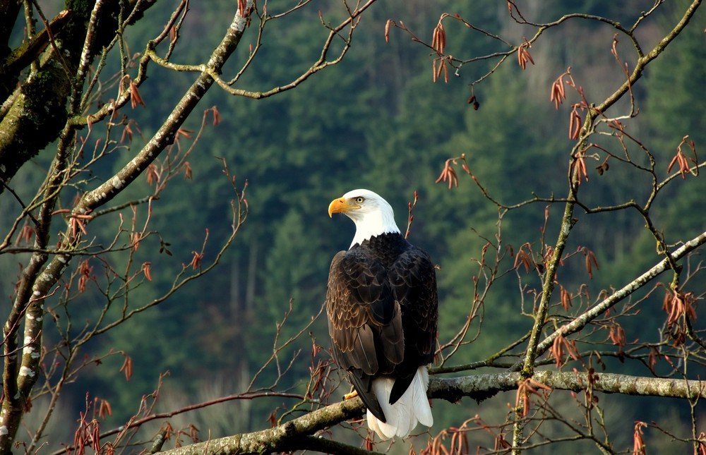 bald eagle in canada.