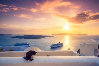 a black cat on a ledge at sunset at fira town, with view of caldera, volcano and cruise ships, santorini, greece. cloudy dramatic sky.
