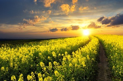 blossoming rapeseed field leading to the beautiful sunset sky