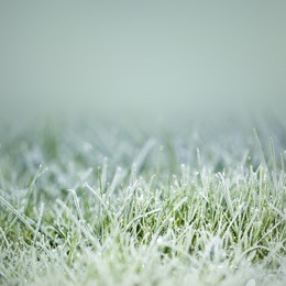 an image of an autumn icy grass