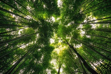 arashiyama bamboo grove in kyoto, japan. tall bamboo trees surrounding the small pathway with lots of tourists