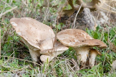 oyster mushrooms