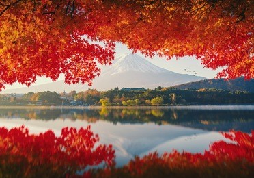 mt.fuji in autumn on sunrise at lake kawaguchiko, 