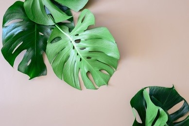 monstera leaves template, tropical summer fashion background with a space for a text