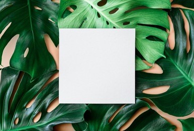 monstera leaves template, tropical summer fashion background with a space for a text