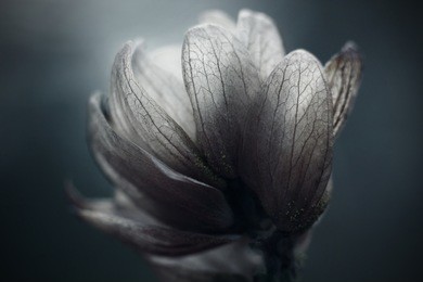 creative abstract. herbarium with mild focus.