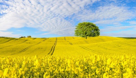 panorama of blooming field, yellow rape
