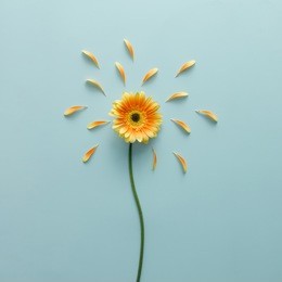 yellow flower on bright blue background with petals. emotion concept. summer flat lay.