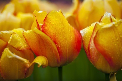 yellow tulips, keukenhof, netherlands