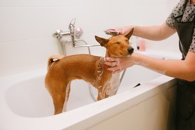 washing the dog in the front of the haircut professional hairdresser. dog wash before shearing