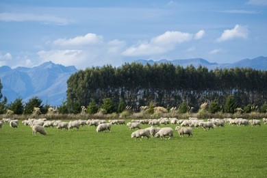 sheep in new zealand