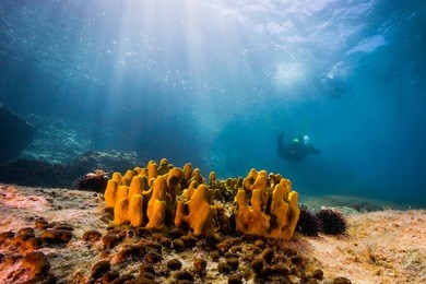 diver over mediterranean sponge. craotia - mediterranean sea.
