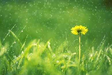 a dandelion flower in a green grass under the rain, macro. selective soft focus
