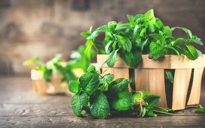 mint. bunch of fresh green organic mint leaf on wooden table closeup. selective focus. peppermint in small basket on natural wooden background