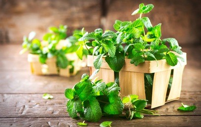 bunch of fresh green organic mint leaf on wooden table closep..