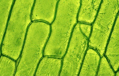 plant cell under microscop