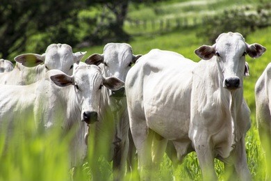 herd of nelore cattle grazing in a pasture