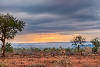 golden sunrise in the african bush. giraffe walking in wonderful landscape and dramatic colorful sky. kruger national park, famous travel destination in south africa. 