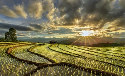pa pong peang terrace rice field ,terraced paddy field panorama in mae-jam village , chaingmai province ,  thailand