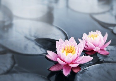 pink lotus blossoms or water lily flowers blooming on pond