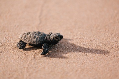 newly hatched baby turtle toward the ocean