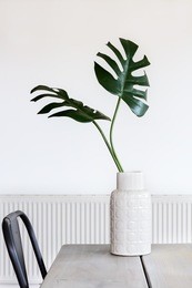 large monstera palm leave in a white vase and room
