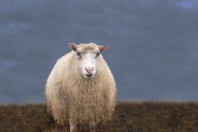 single sheep on grass in blue grey sky