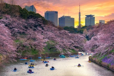 cherry blossom or sakura japan at chidorigafuchi park this area is popular sakura spot at tokyo, japan. travel in japan concept.