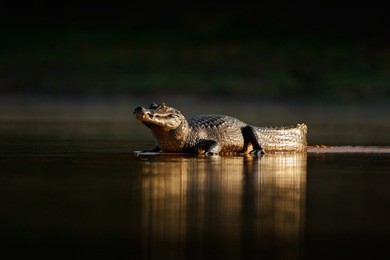 yacare caiman, gold crocodile in the dark water surface with evening sun, nature river habitat,  pantanal, brazil. wildlife scene from nature.