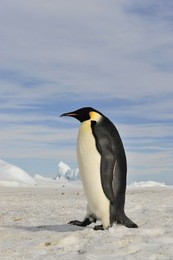 emperor penguin colony at snow hill in  antarctica.
