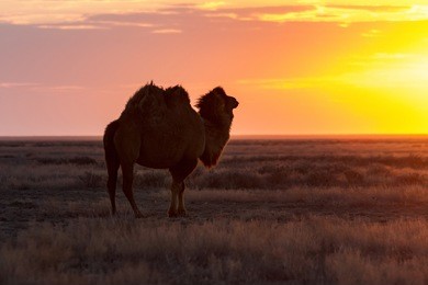 silhouettes of camels against the background of a sunset in the desert