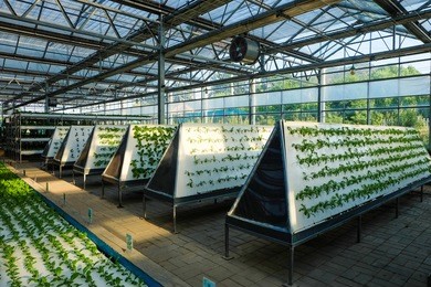 greenhouse vegetable factory