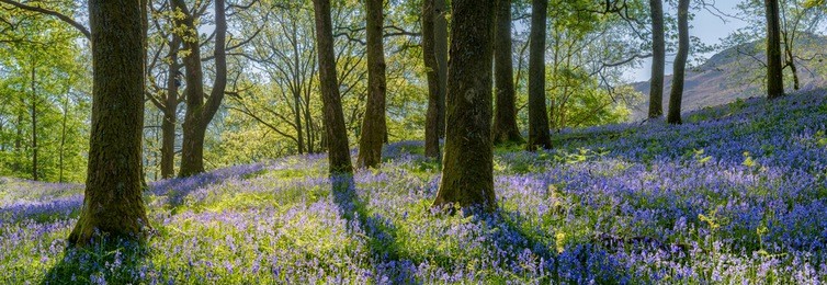 beautiful spring panorama in a woodland forest with bluebell carpet in foreground.